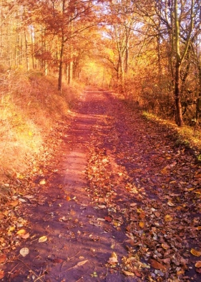 Podzim je vždy příznivý, když běžec není lenivý