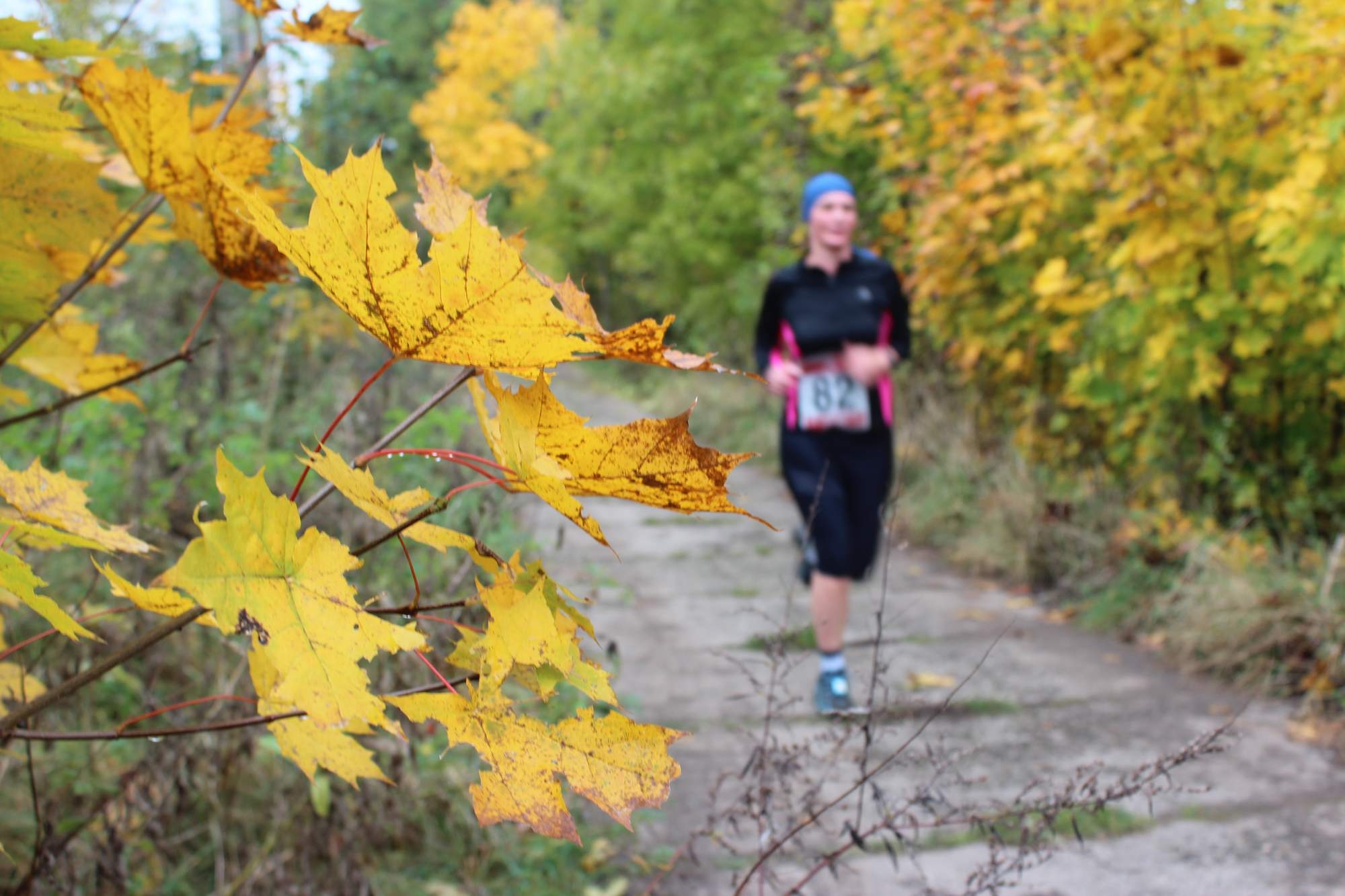 Už to zlátne, už to červená, závěje listí po lesích. Euforie není nemoc. Není?